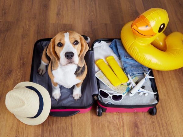 От ручной клади до спортивного снаряжения: все о багаже в самолете