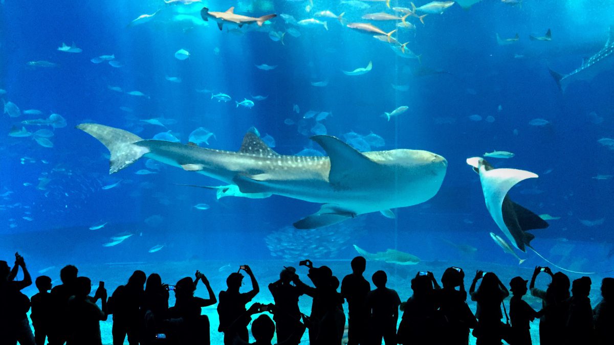 Лучшие развлечения в ОАЭ: чем заняться во время отдыха