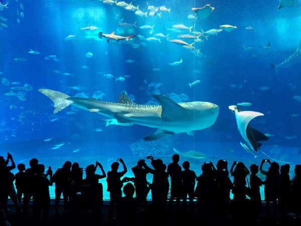 Лучшие развлечения в ОАЭ: чем заняться во время отдыха